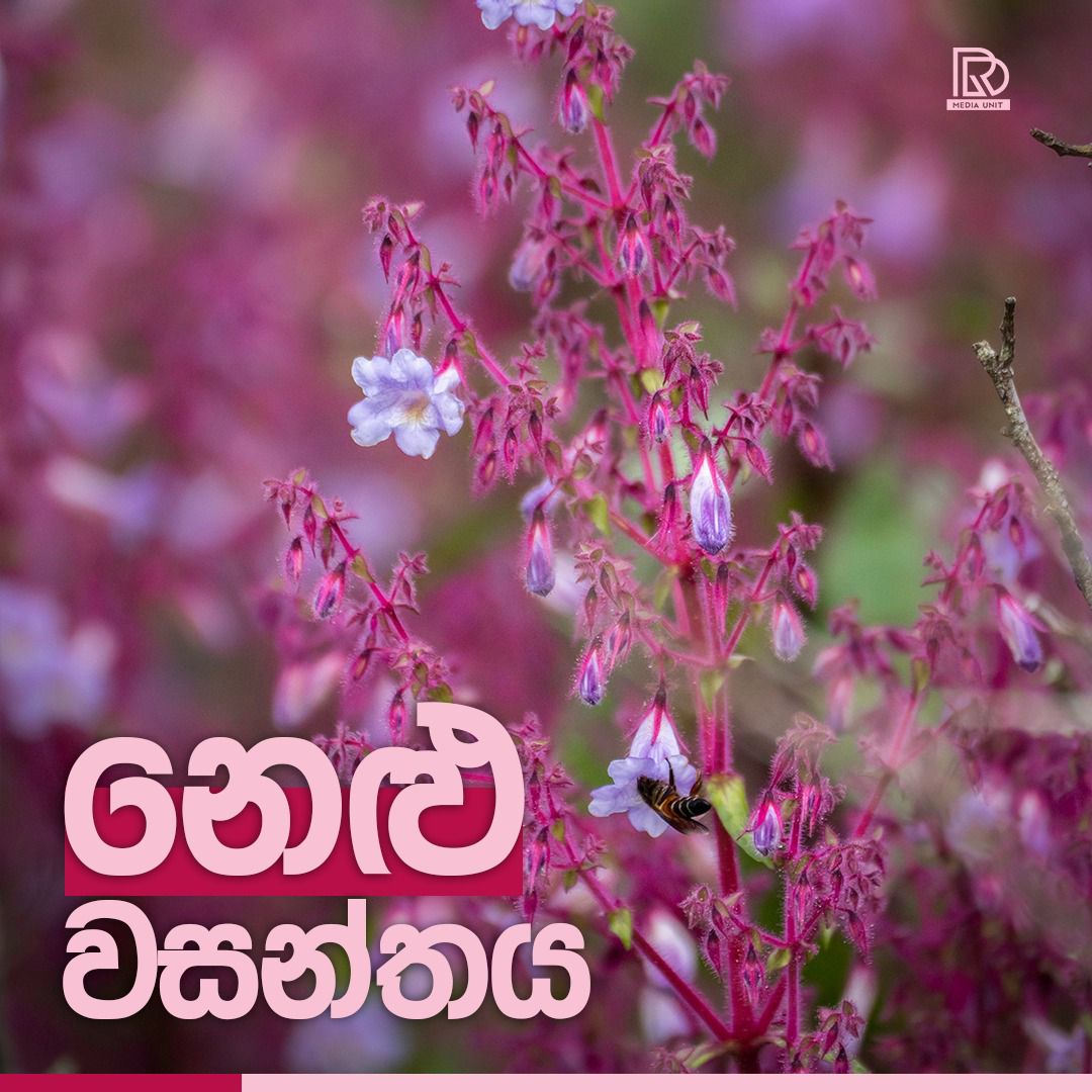 නෙළු වසන්තය